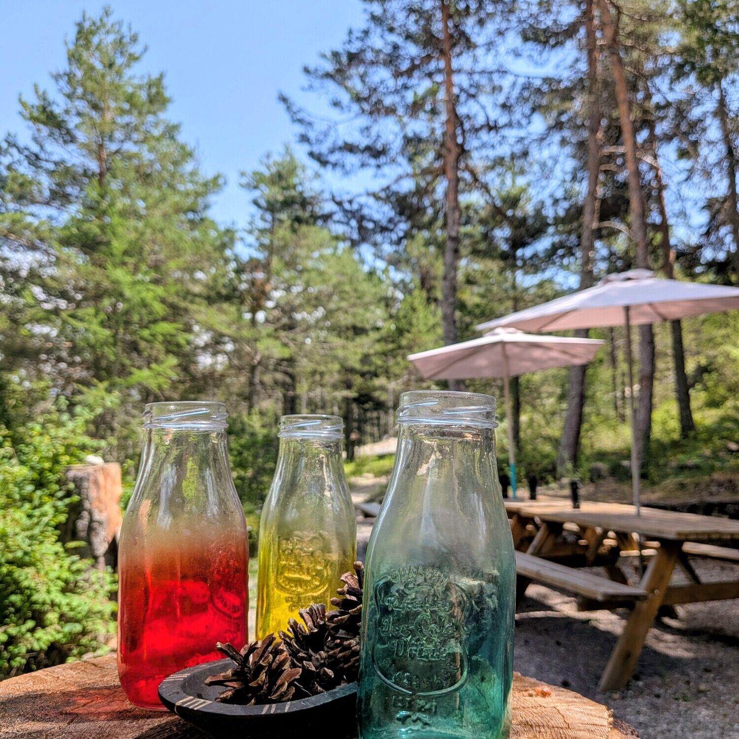 Les Pinees 6